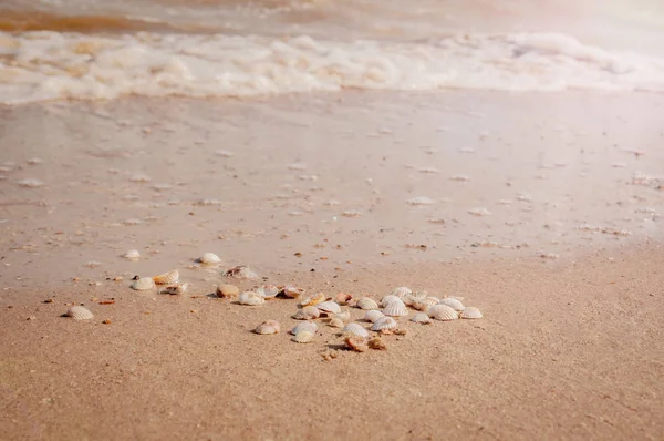 stock image Pile of seashells on a red sand lying in disorder