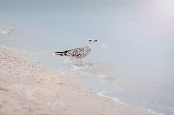 Lonley seagull standing on the bank of Azove sea — Stock Image Lonley seagull standing on the bank of Azove sea Royalty Free Stock Images