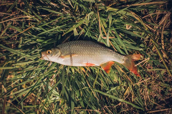 Ikan Rudd - Scardinius erythrophthalmus - ditangkap saat memancing di kolam dan berbaring di rumput hijau . — Stok Foto