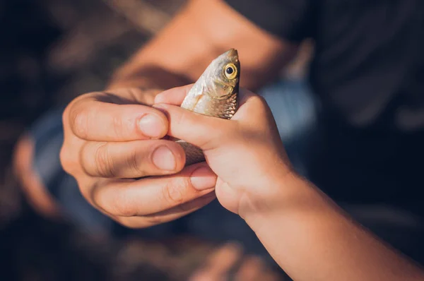Mãos de homem e de criança segurando um peixe de leme - Scardinius erythrophthalmus - capturados durante a pesca na lagoa . — Fotografia de Stock