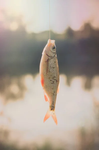 Rudd fish - scardinius erythrophthalmus - beim Fischen gefangen — Stockfoto