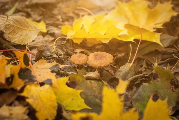 Paire Tabourets Couverts Feuillage Automne Colossal Dans Forêt — Photo