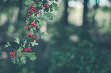 Vahşi, olgun bir şahin olan Crataegus 'un dalları ormanda. Koyu yeşil arka planda kırmızı çilekler.