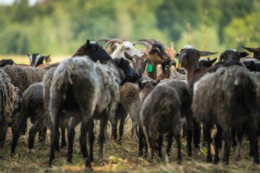 Keçiler. Keçiler arka planda toplanıyor..
