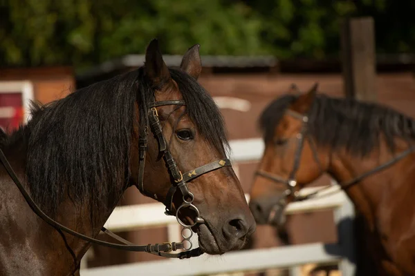 Koń na łonie natury. Portret konia, brązowy koń — Zdjęcie stockowe