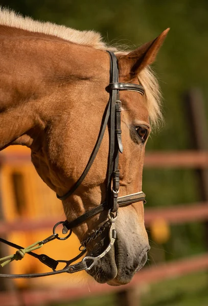 Paard op de natuur. Portret van een paard, bruin paard — Stockfoto