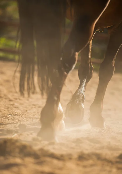 Het paard loopt over het zand. Paardenhoeven. Paardenpoten. — Stockfoto