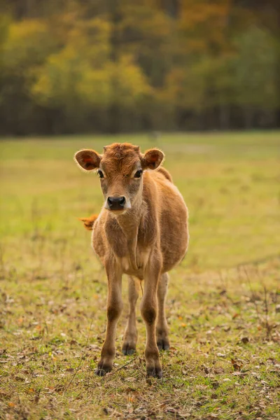 Cute Little Calf Stands Alone Autumn Leaves Gold Autumn Royalty Free Stock Photos