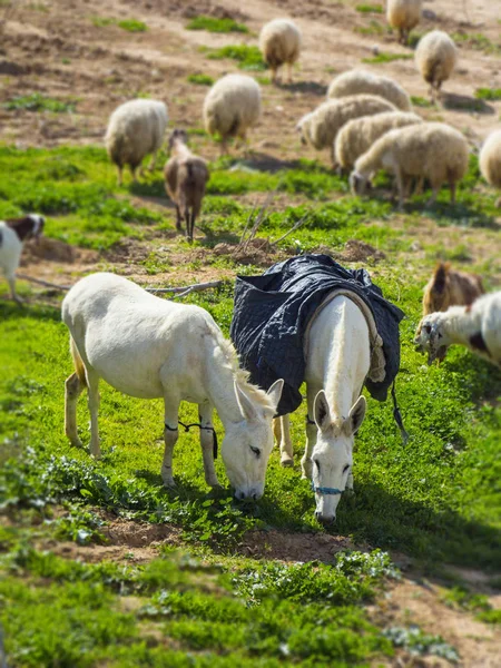 Ovejas Con Caballos Pastando Hierba Verde Aire Libre Día Soleado — Foto de Stock