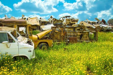 Güneşli bir günde eski arabaları yeşil çimlere dökmek 