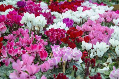 renkli siklamin çiçekler koleksiyonu, yakın çekim 