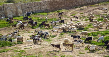 Koyunlar ve keçiler güneşli bir günde yeşil çimlerde otluyor. 