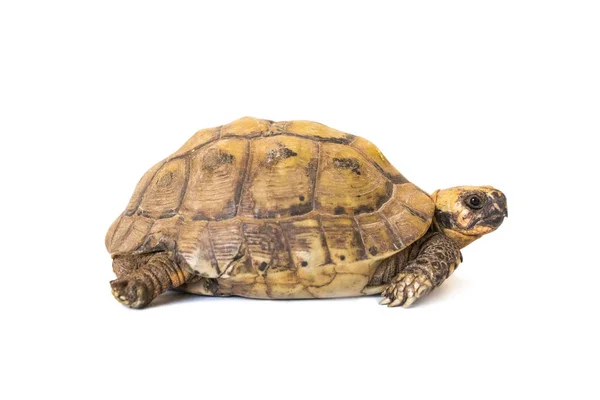 Kleine Braune Schildkröte Isoliert Auf Weißem Hintergrund Nahaufnahme — Stockfoto