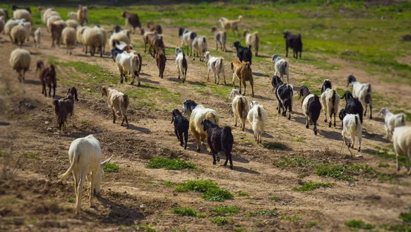 晴れた日に屋外で緑の芝生に放牧するヤギ — ストック写真