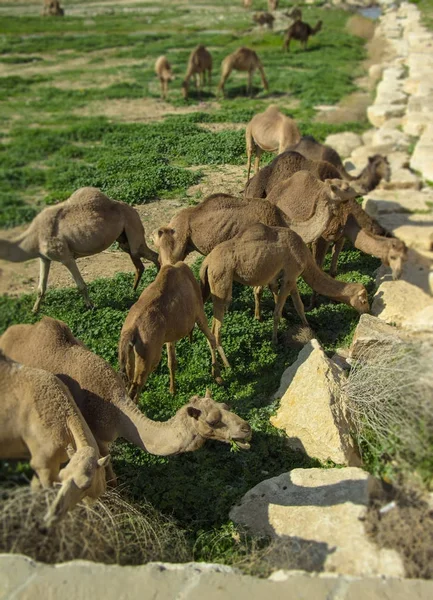 Chameaux Pâturage Sur Herbe Verte Plein Air Journée Ensoleillée — Photo