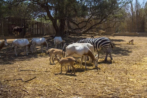 Animaux Sauvages Dans Zoo Sur Fond Naturel — Photo