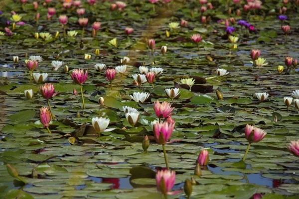 背景に美しい蓮の花 — ストック写真