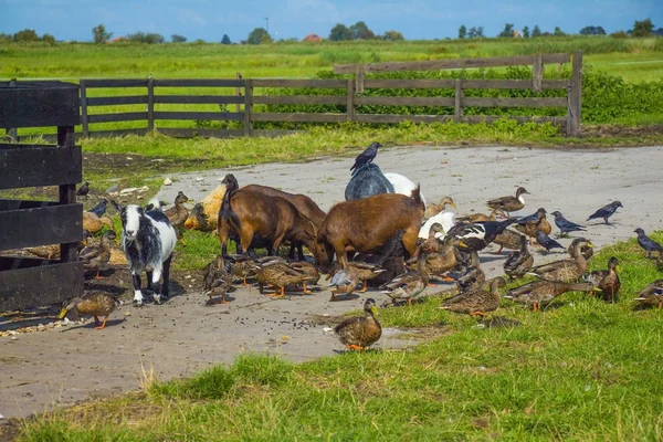 Animais Pastando Fazenda Grama Verde Livre Dia Ensolarado — Fotografia de Stock