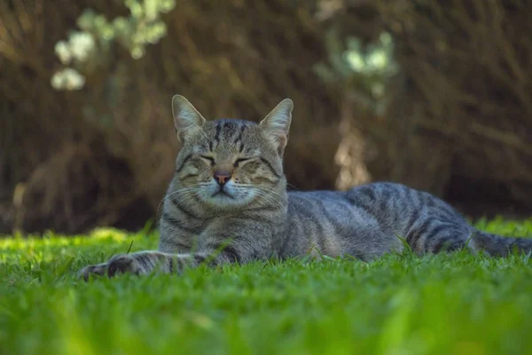 可爱的猫咪躺在公园的绿色草地上 — 图库照片