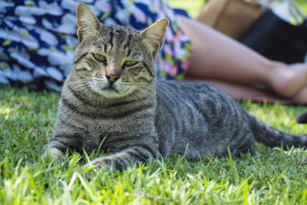 Ładny Kot Leżący Zielonej Trawie Pobliżu Kobieta Parku — Zdjęcie stockowe