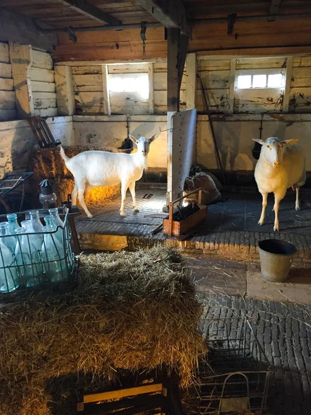 Cabras Brancas Galpão Velho Fazenda — Fotografia de Stock