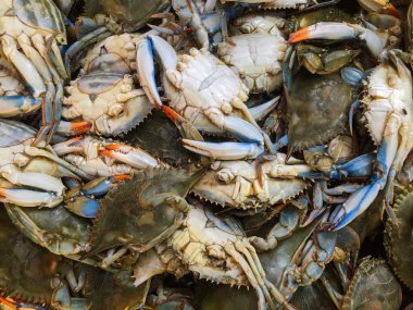 pile of fresh catch crabs , close view   clipart