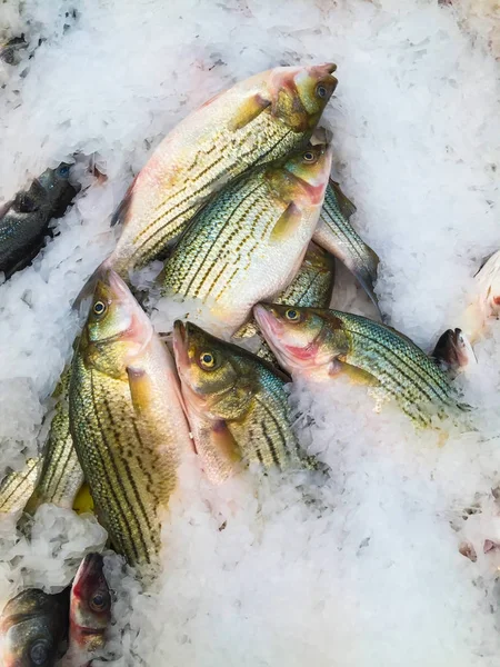 Haufen Frischer Fangfische Nahsicht — Stockfoto