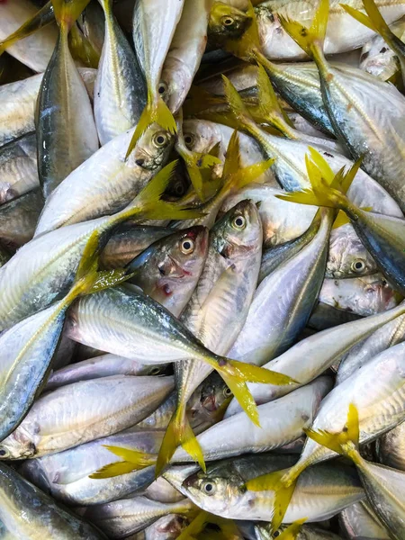 Купа Свіжих Виловлених Риб Вид Зблизька — стокове фото