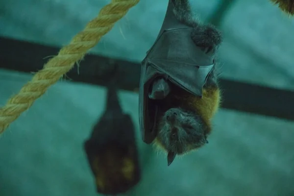 Morcegos Frutas Egípcios Pendurados Cabeça Para Baixo Corda — Fotografia de Stock