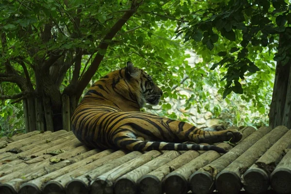 Belo Tigre Deitado Superfície Madeira Reserva — Fotografia de Stock