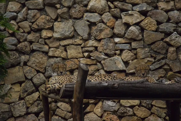 Όμορφη Guepard Που Βρίσκεται Ξύλινη Επιφάνεια Στο Αποθεματικό — Φωτογραφία Αρχείου