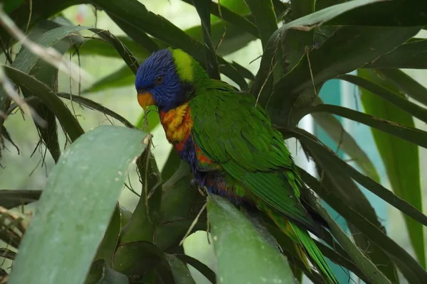 Krásný Duhový Lorikeet Papoušek Listech Stromů Zblízka — Stock fotografie