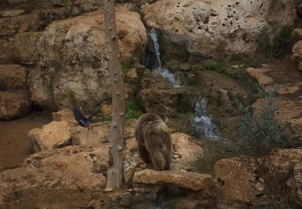 Belo Urso Marrom Andando Superfície Rochosa Reserva — Fotografia de Stock