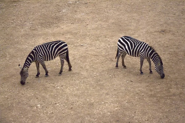 Zebras Grasen Auf Sandigem Untergrund Reserve — Stockfoto