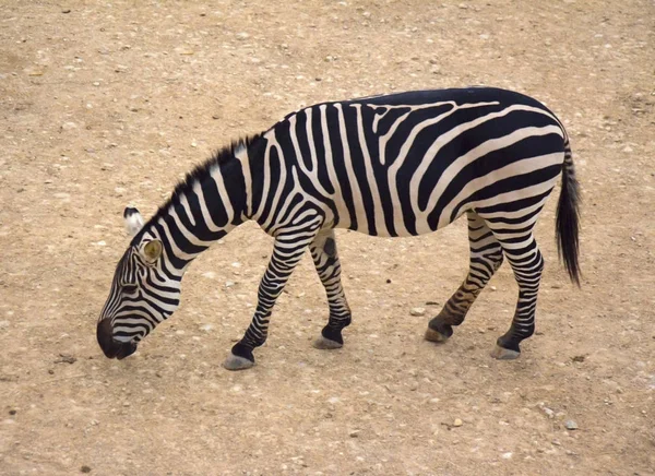 Zebras Grasen Auf Sandigem Untergrund Reserve — Stockfoto