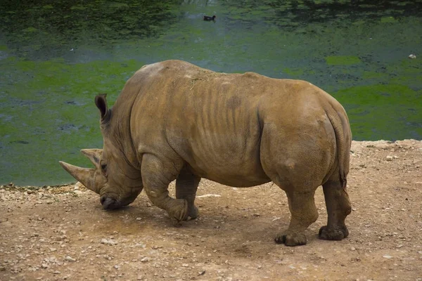 Nashorn Steht Auf Sandiger Oberfläche Reserve — Stockfoto