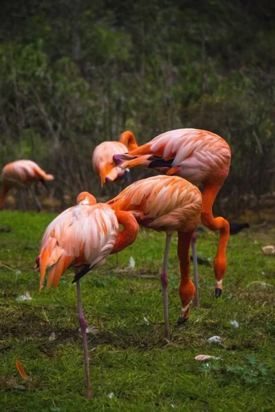 Piękne Różowe Flamingi Stojące Zielonej Trawie Rezerwacie Letni Słoneczny Dzień — Zdjęcie stockowe