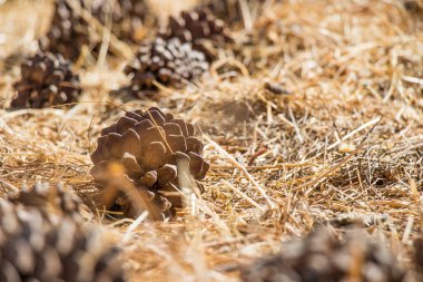 Kozalaklı kozalaklar samanların üzerinde yatıyor.