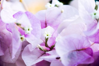 Çiçek açan bahar çiçekleriyle güzel bir arka plan.