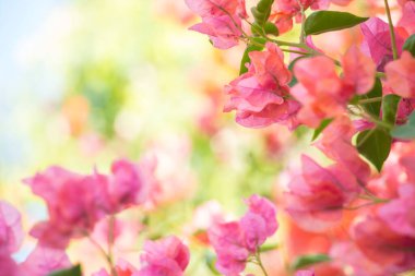 Çiçek açan bahar çiçekleriyle güzel bir arka plan.