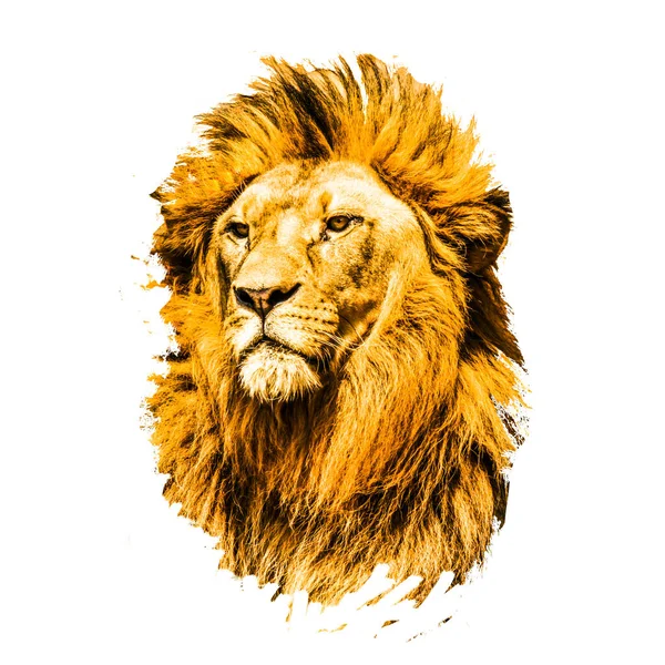 Lejonhuvud Isolerad Färg Bakgrund — Stockfoto