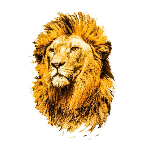 Lion Head Isolated Color Background Stock Image