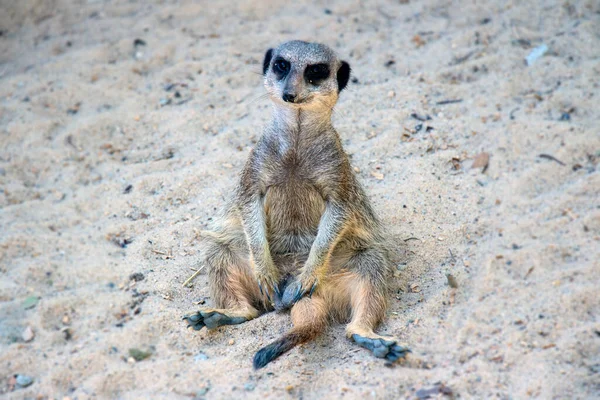 Schönes Kleines Erdmännchen Auf Sandigem Untergrund Reserve — Stockfoto