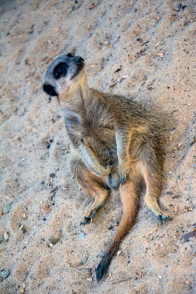 Schönes Kleines Erdmännchen Auf Sandigem Untergrund Reserve — Stockfoto