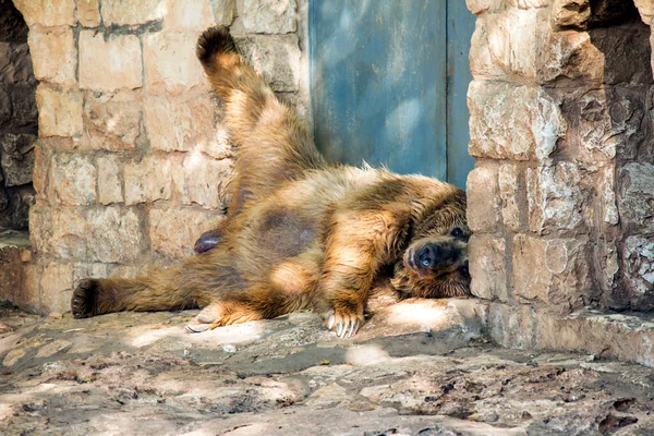 Красивий Коричневий Ведмідь Лежить Кам Янистій Поверхні Резерві — стокове фото