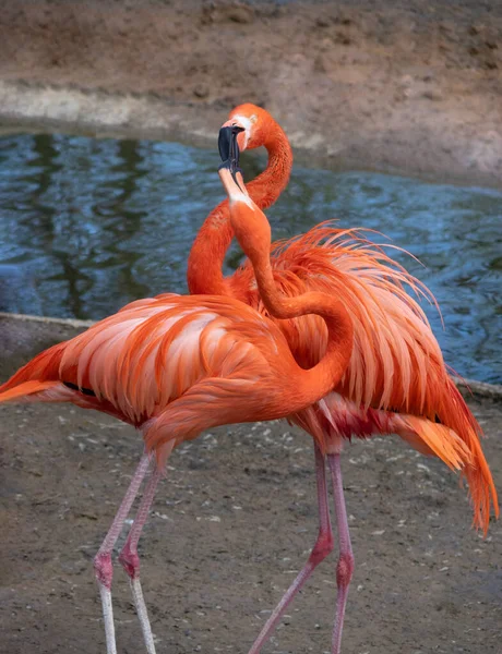 Bir çift turuncu flamingo su kenarında birbirleriyle oynuyorlar. Dikey yönelim.