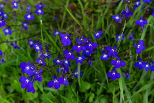 Blue Flowers Garden Horizontal Orientation — Stock Photo, Image