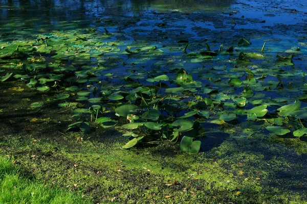 Almofadas Lírio Banco Uma Lagoa Crescida Hora Verão Feixes Sol — Fotografia de Stock