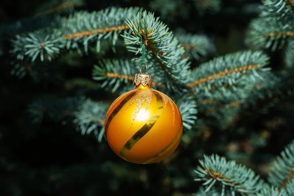 Orange Christmas Tree Toy Hanging Blue Spruce Close — Stock Photo, Image