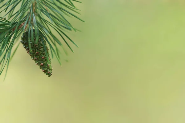 Yeşil külahlı bir çam dalı. Metin için alanı kopyala